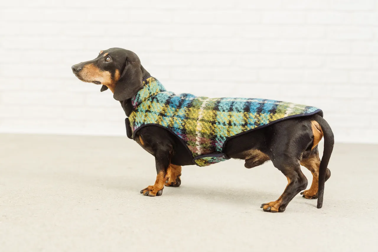 Dachshund coat Chagall tartan