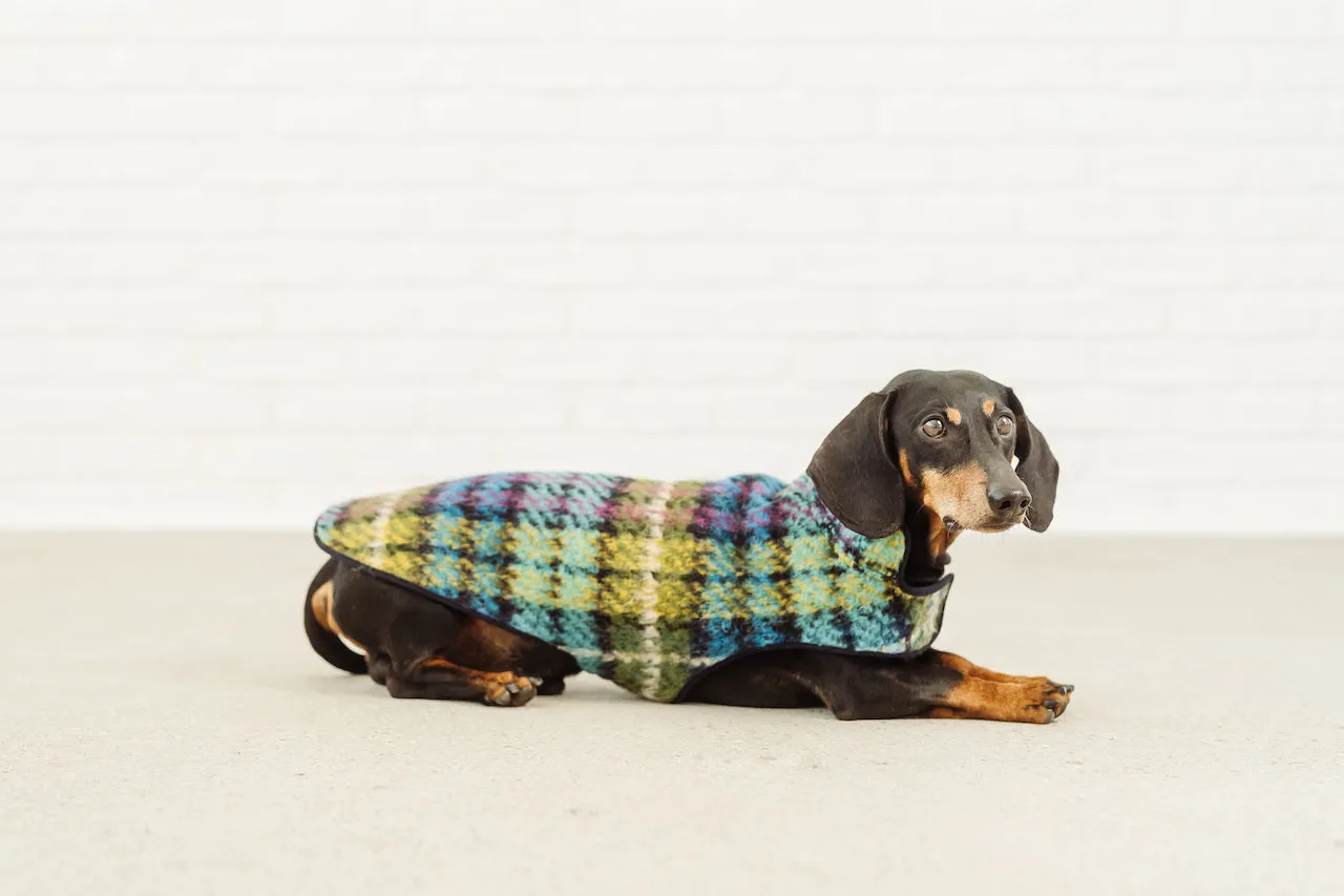 Dachshund coat Chagall tartan