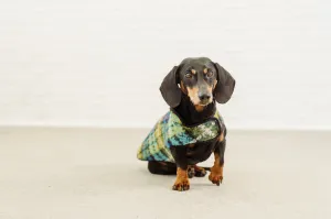 Dachshund coat Chagall tartan